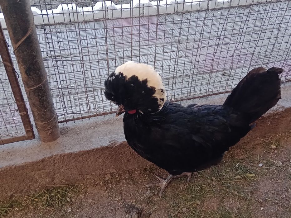 Găini moțată olandeză.