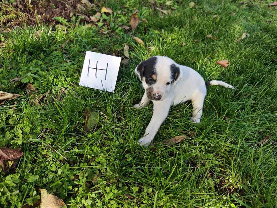 Подаряват се малки кученца