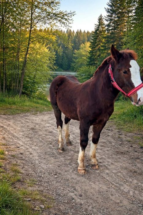 Mânz de vânzare cuminte
