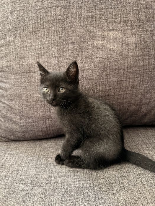 Малко мъжко котенце за подаряване