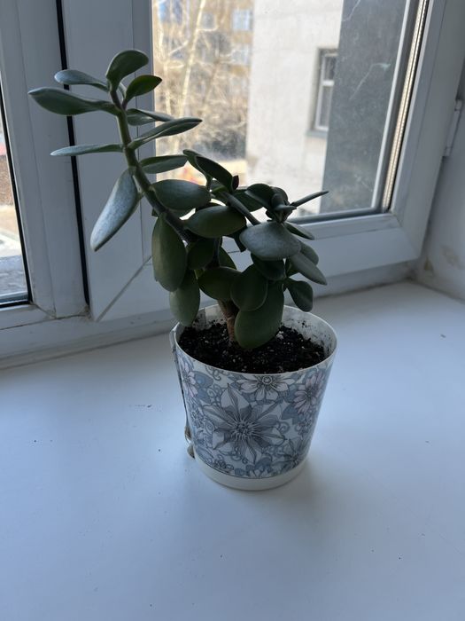 Денежное дерево толстянка продам