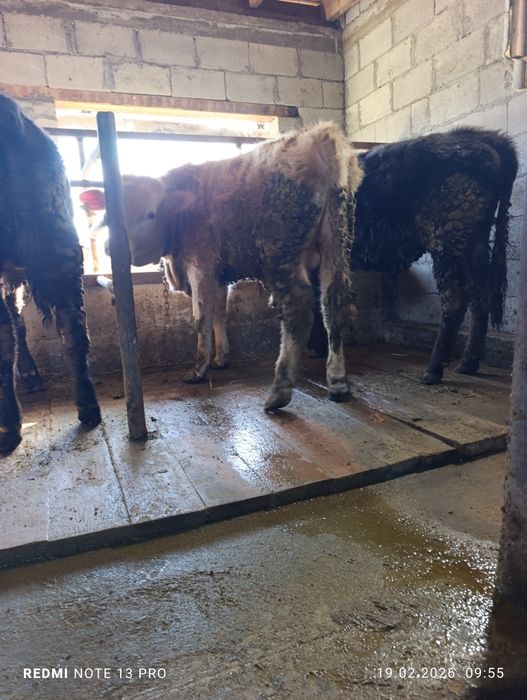 Продам два бычка