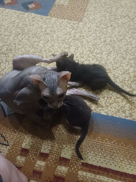 Катята  канадский  сфинкс  браш