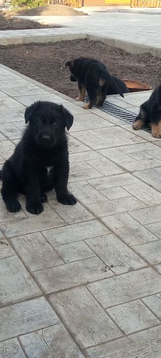 Щенки немецкой овчарки