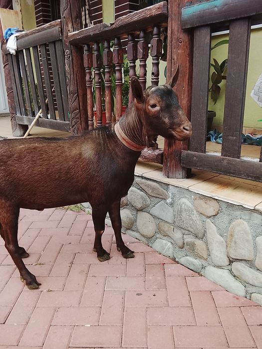 De vânzare țapi de 2 ani și 1 an și de  8 luni