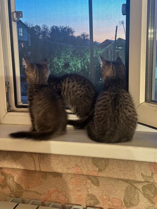Котята в добрые руки