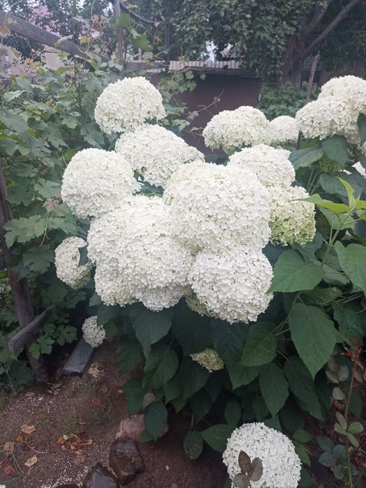 Гортензия садовая