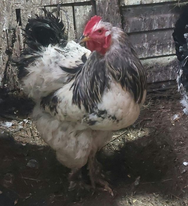 Брама әтештер сатылады бір жылдық