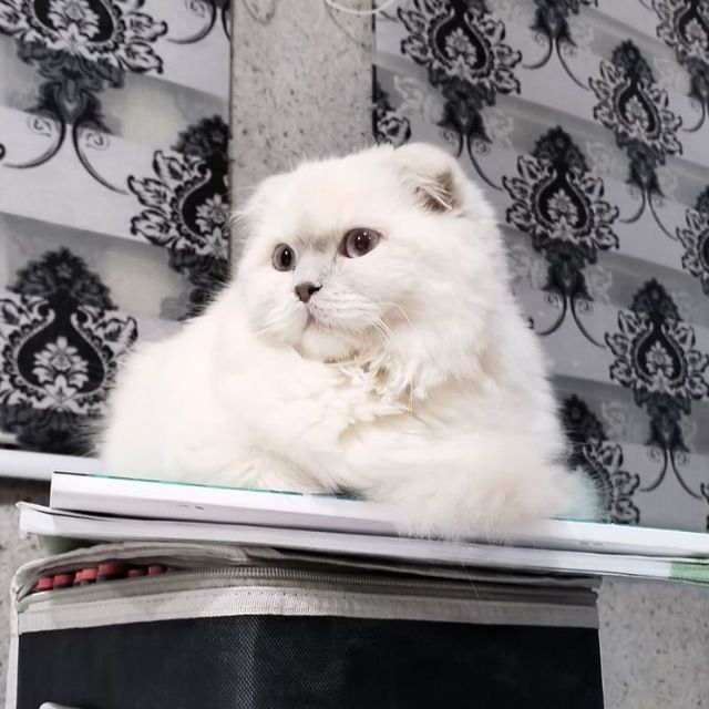 Продается Шотландские котята