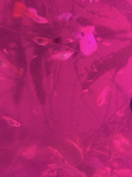 Продам гуппи  продам