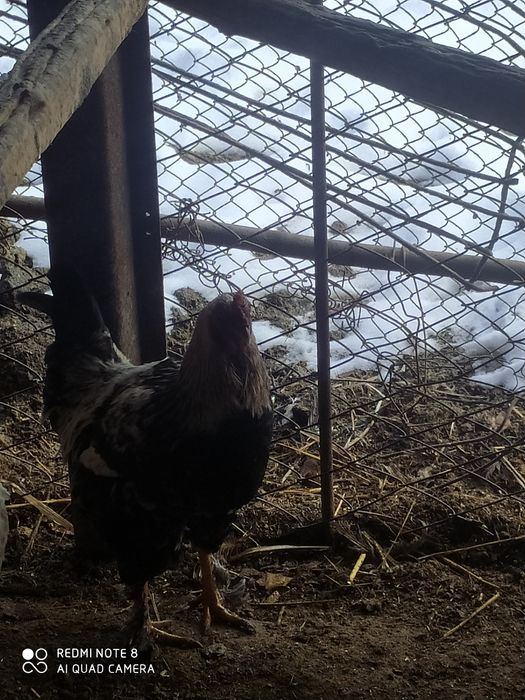 Jaydari xorozlar sotiladi