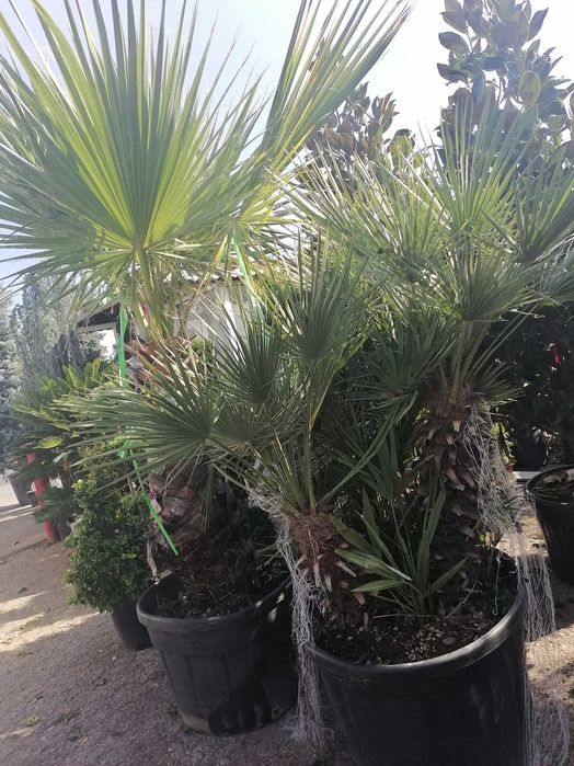 Tuia leylandi, columnaris, spirală, tei, platan, mesteacăn, brazi.