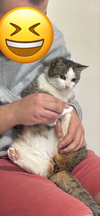Pisica femela spre adoptie
