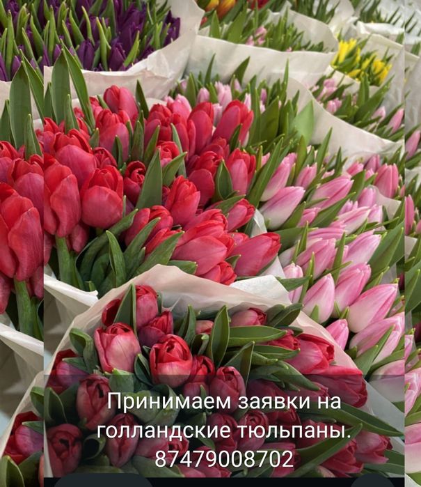 Цветы тюльпаны..