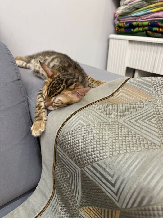 Котёнок бенгальской породы