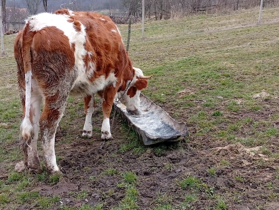 Junici de vânzare  baltate