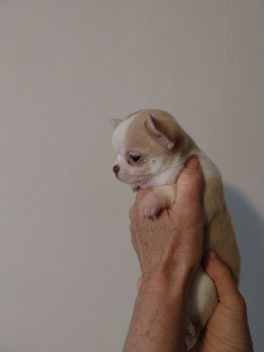 Продавам мини чихуахуа