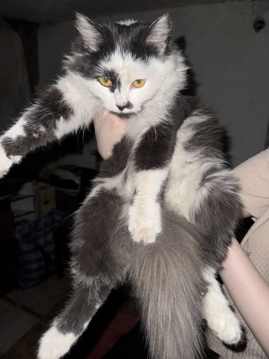 Котенок ищет дом