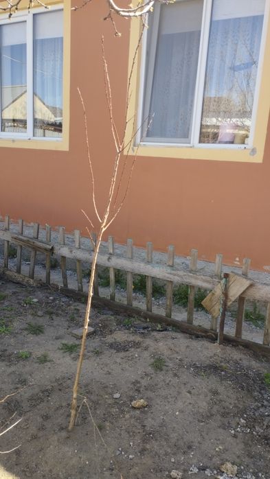 Саженцы  местные