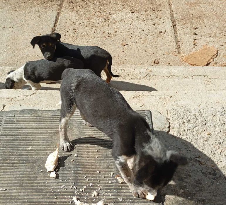 Donez / Adopta Catelusa Amstaff + Caine Lup