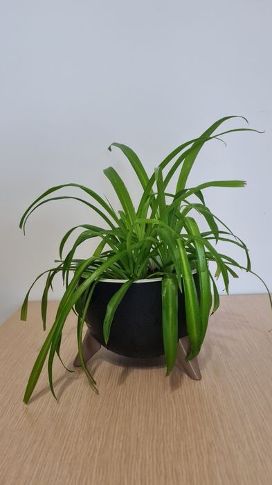 Хлорофитум разные сорта