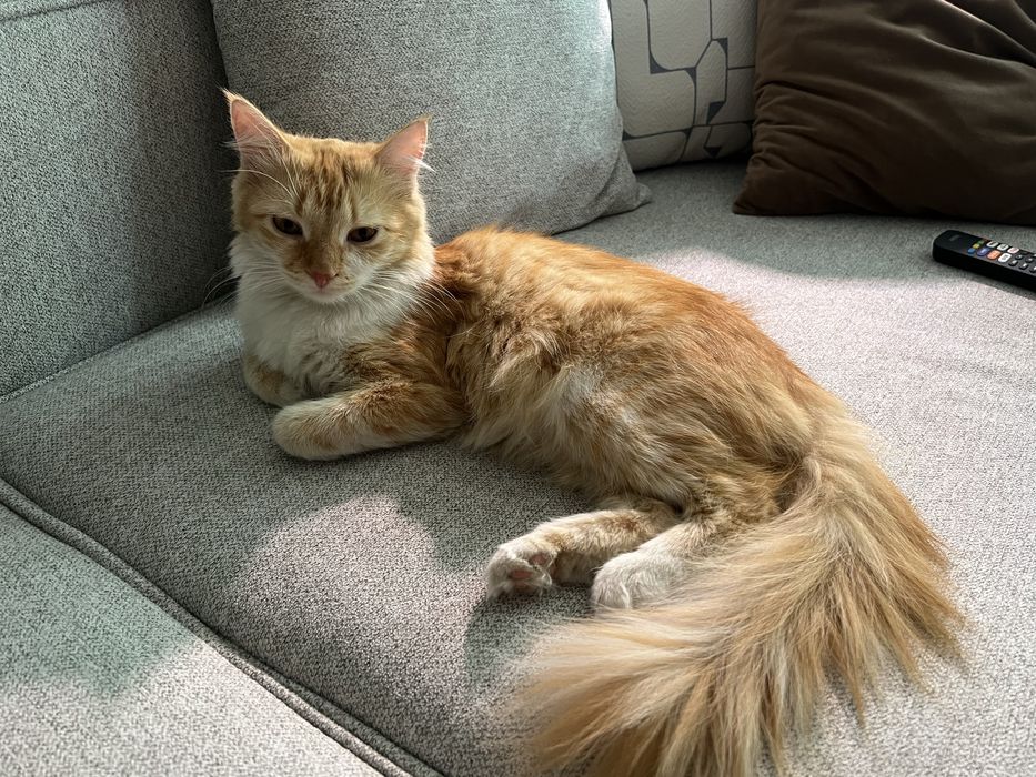 Котенок девочка ищет дом!