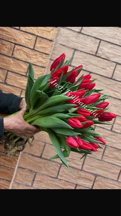 Тюльпаны оптом с теплицы!