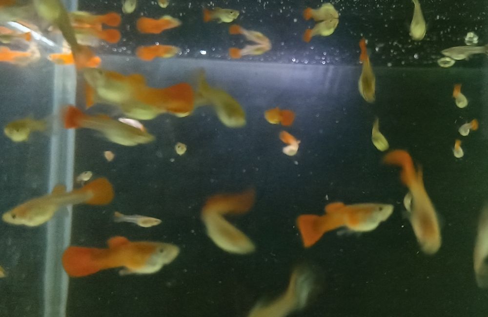 Гуппи красные подростки