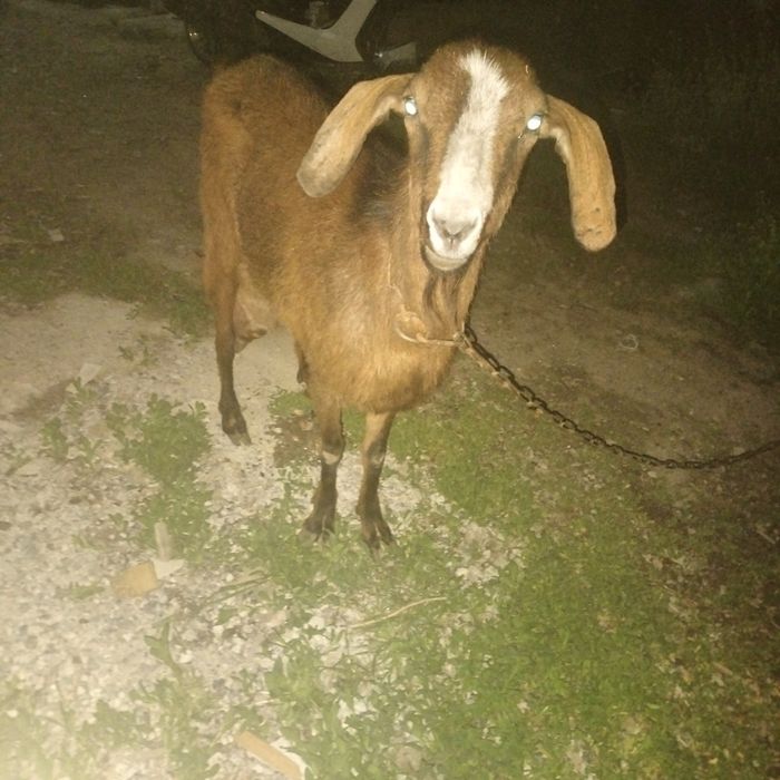 Продам казу или обмен на барана