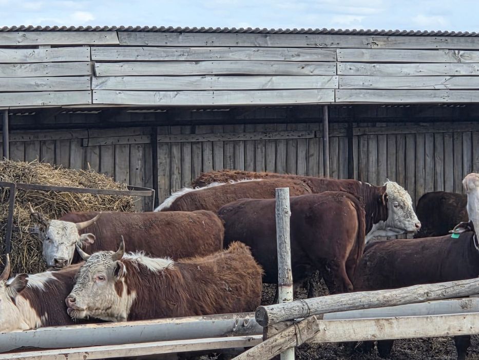 Продаётся скот отборный