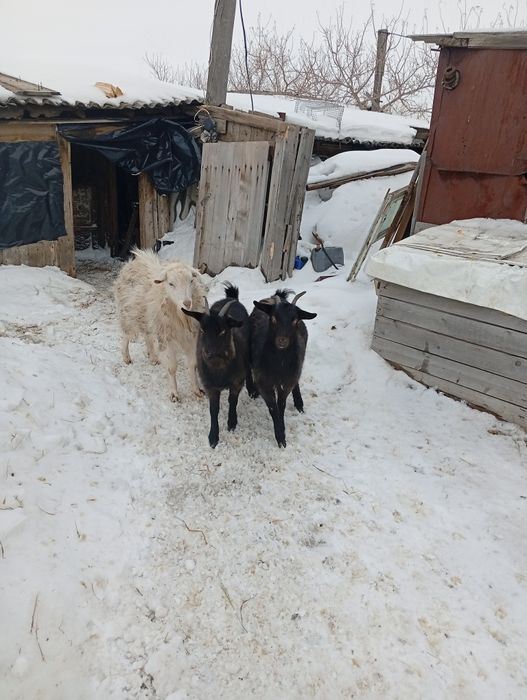 Продам коз альпийские