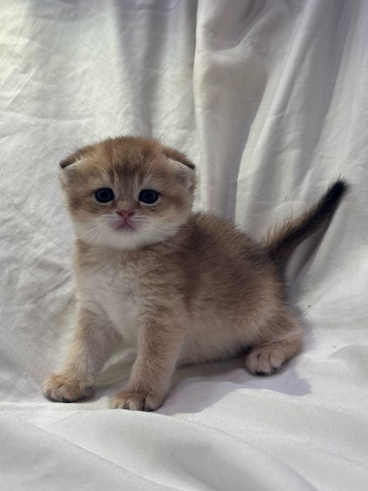 Продаются котята Шотландской  породы! Уступлю !