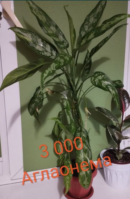 Комнатные растения