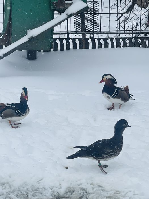 Rațe Mandarine doua perechi disponibile