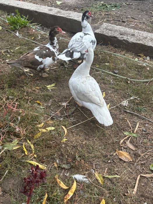 Vând doua rate și un ratoi