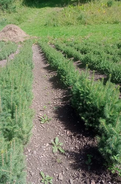 Ёлки голубые, сосна20-30см