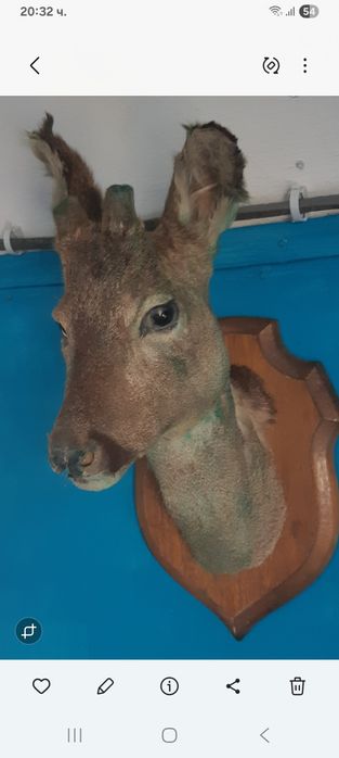 Трофей - Глава на Сръндак