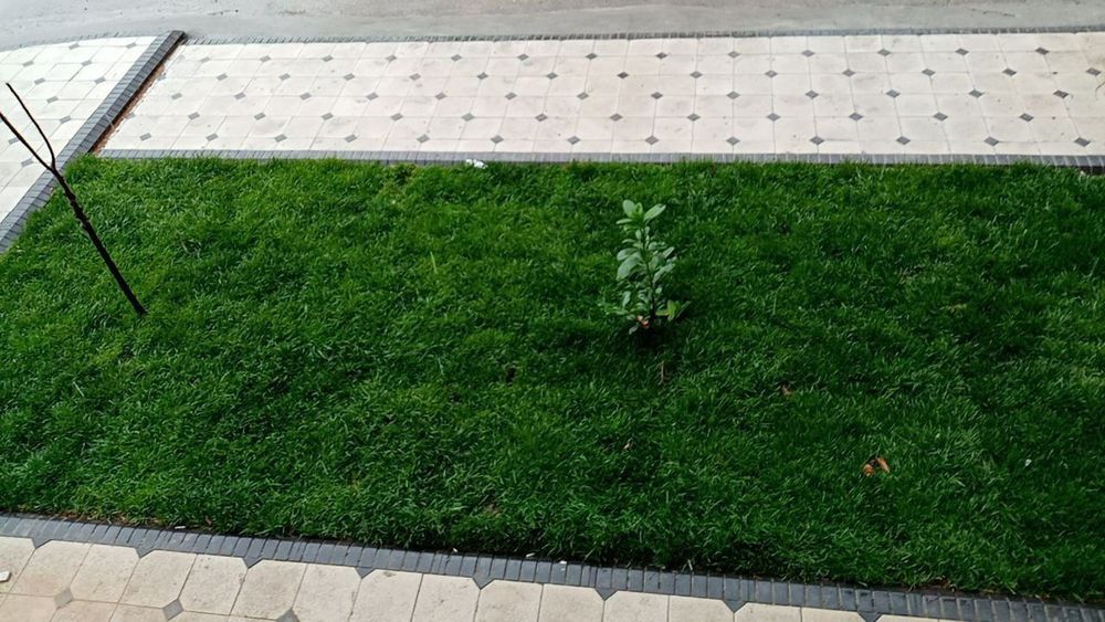 Gazon ekamiz va uruglarin sepamiz