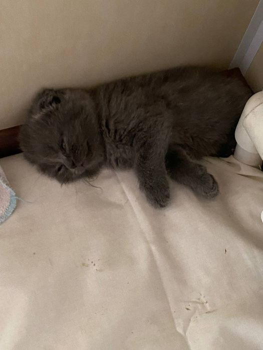 вислоухий котенок scottish fold. По телефону договоримся