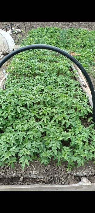 Продам помидоры саженцы