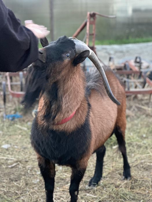 Vand țap alpin-francez