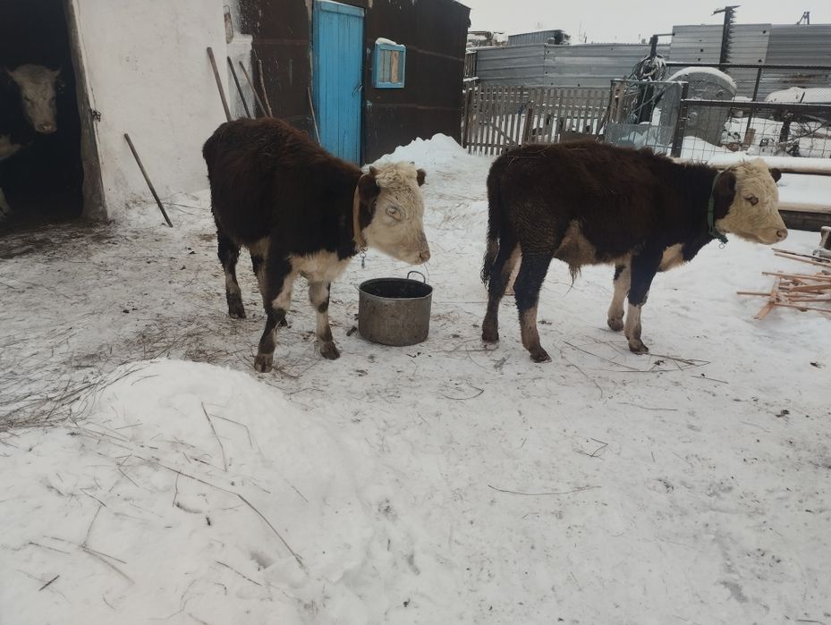 Тайынша бүка сатамын