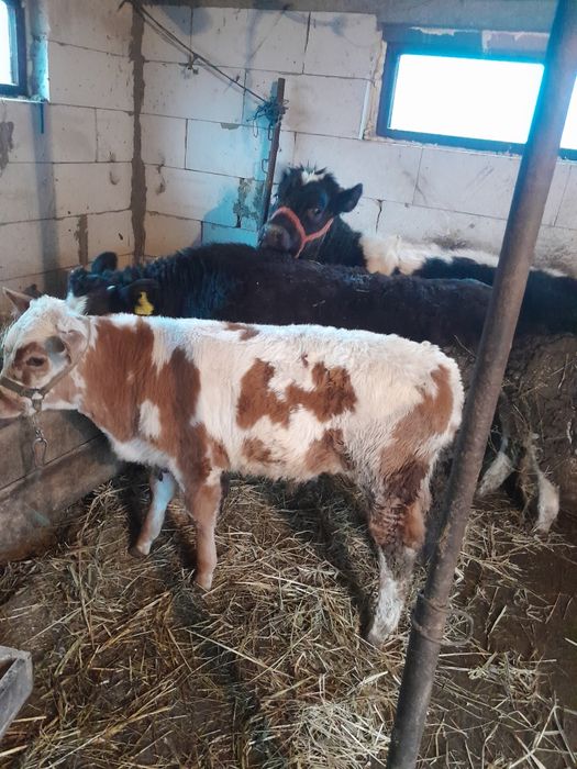 De vânzare tot ce se vede