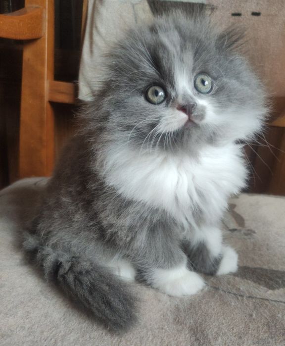 Очаровательный вислоухий котёнок!