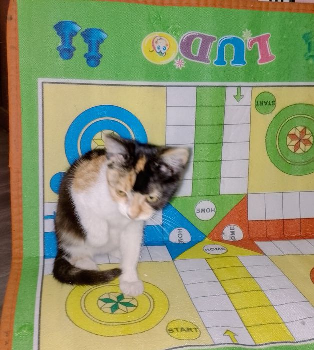 Подарявам малко котенце