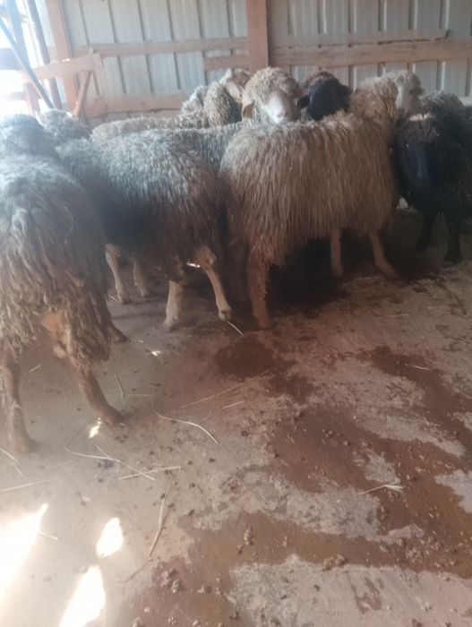 Продаются бараны