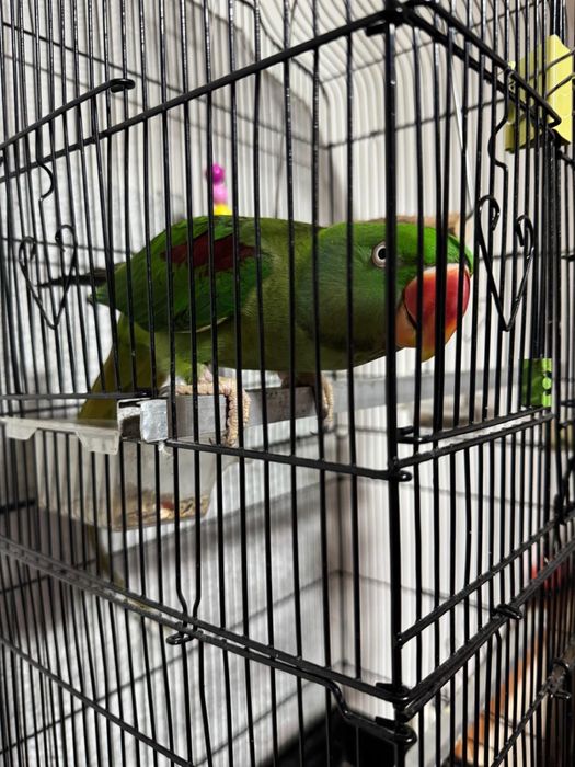 Papagal Marele Alexandru