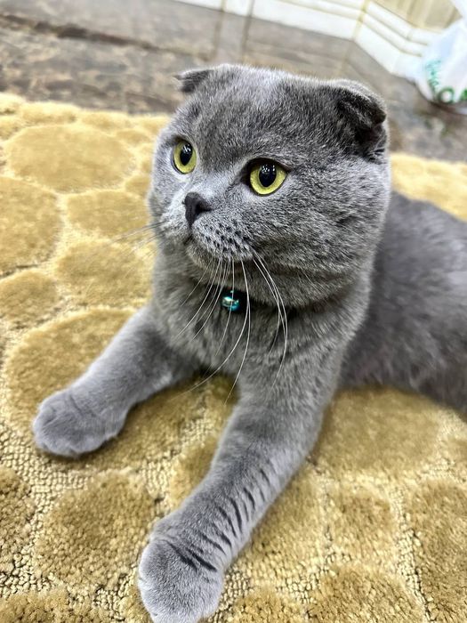 Vanquish 2004 porno video