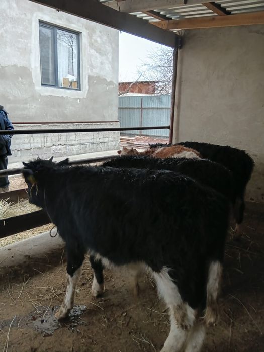 Продаётся бычки. 4 голов. Все хорошие, не больные. Аппетит хороший.