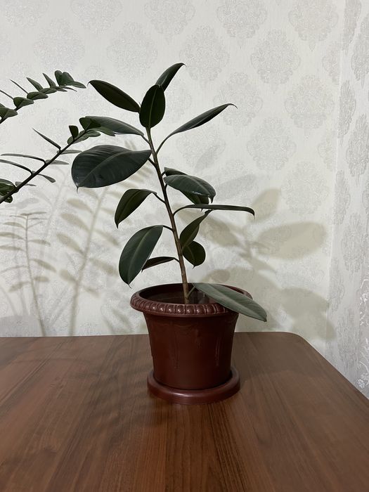 Комнатные растения